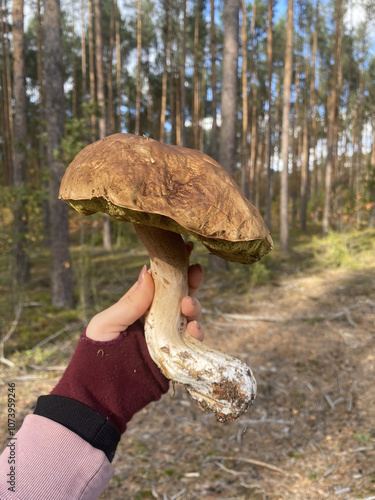 big mushroom