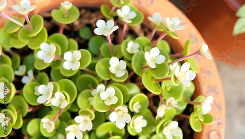 Silver teaspoons plant (Kalanchoe hildebrandtii).