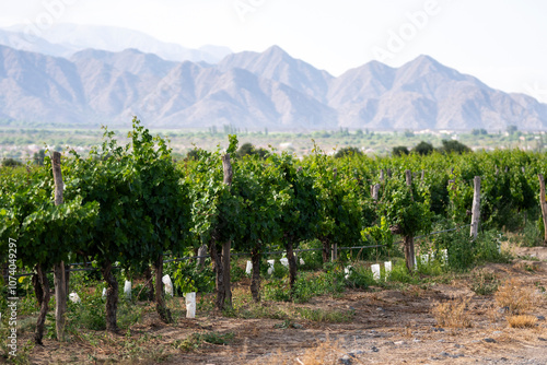 hilera de plantas de uvas, en contexto de montaña