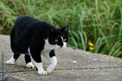 防波堤を歩く野良猫