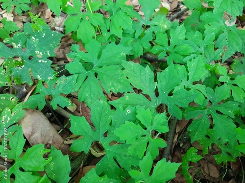 bitter gourd leaves on the ground