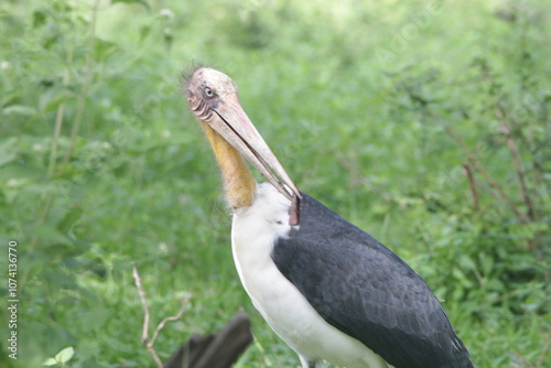 sri lankan birds in yala national park,