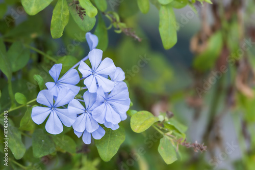 Plumbago with purple petals. Plumbago auriculata, Cape leadwort, blue plumbago, Cape plumbago