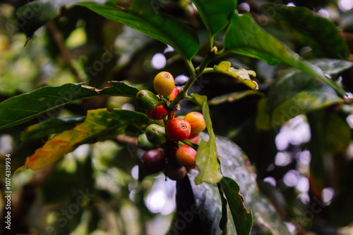 Fruits of a coffee plant grown in the rainforest, displaying a range of colors from deep green to bright red, optimal ripeness. Organic coffee cultivation in the Amazon region of Peru.