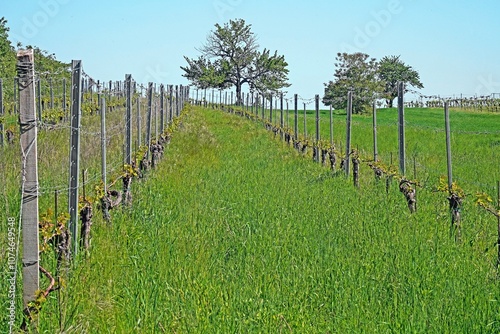 Weingarten im Frühling