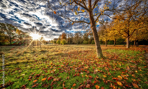 Gefallene Blätter auf einer mit morgen Tau feuchten Wiese.Die tief stehende Sonne sorgt für einen funkelnden Glanz auf die am Boden liegenden Blätter. Herbststimmung pur. Schloss Solitude Stuttgart