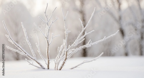 Frosty Branches Emerging from a Snowy Landscape.