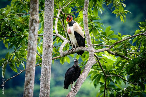 Sarcoramphus papa, condor rey sopilote rey, gallinazo rey ave exotica sobre un arbol, junto a un gallinazo comun