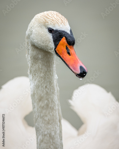 Łabędź niemy Cygnus olor)