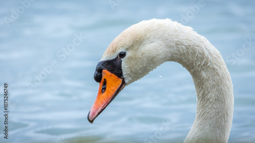 Łabędź niemy Cygnus olor)