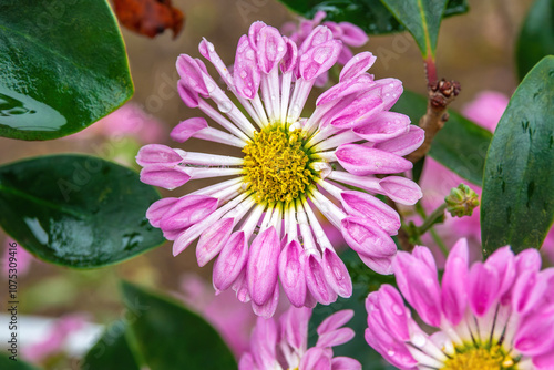 Chrysanthemums with tubulous petals