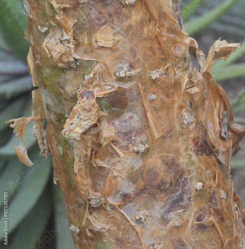 Beautiful close-up of the bark of cotyledon paniculata