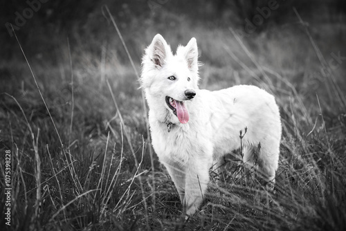 Beautiful white Swiss Shepherd dog in the nature. Black and white photo.