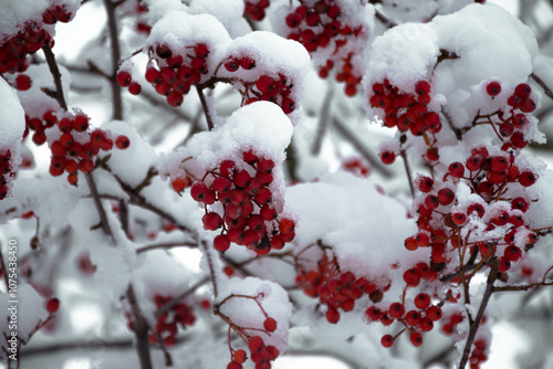 rowan covered with snow on the tree