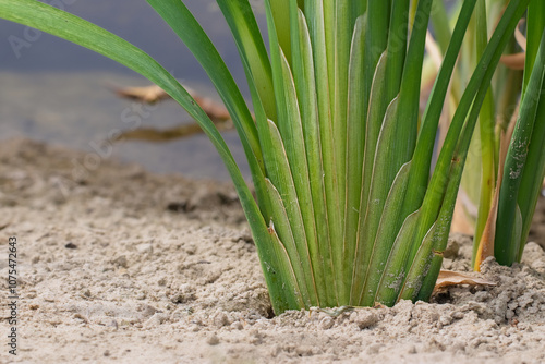 Green reed.Juicy green stems of green reeds near the river.