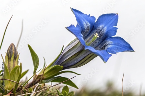 Close-up shot of the unique shape and coloration of a single blue Gentian flower, flower shapes, macro photography, close-up flowers, blue gentian, willow gentian