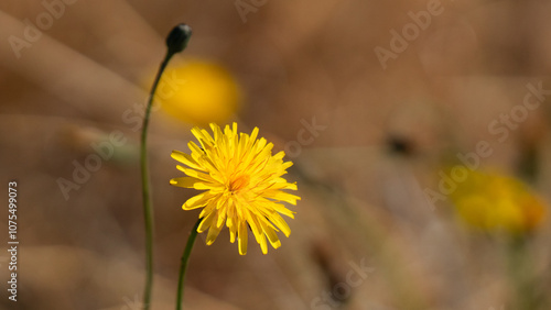 yellow flower