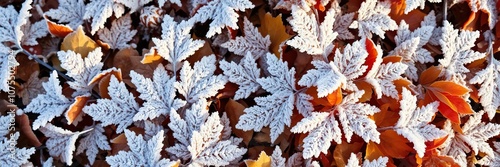 Frosty morning reveals a blanket of frost on autumn leaves, seasonal change, nature scenery, frozen landscape