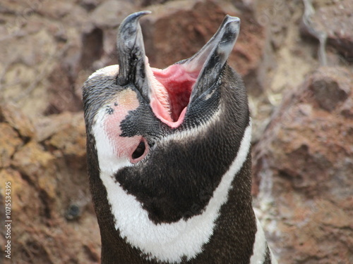 portrait of a penguin