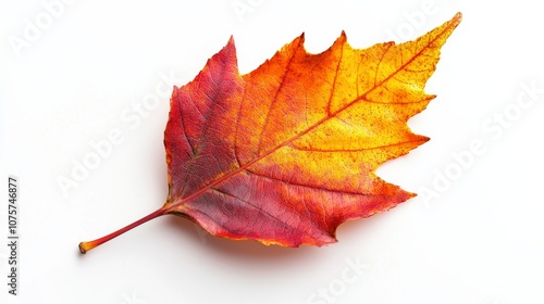 A remarkably vibrant Fall Leaf is beautifully displayed on a striking pure White Background