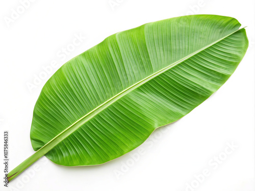 green leaf isolated on white. leaf, green, nature, plant, isolated, macro, banana, white, texture, tree, tropical, palm, fresh, abstract, leaves, closeup, flora, foliage, bright, natural, life, close-