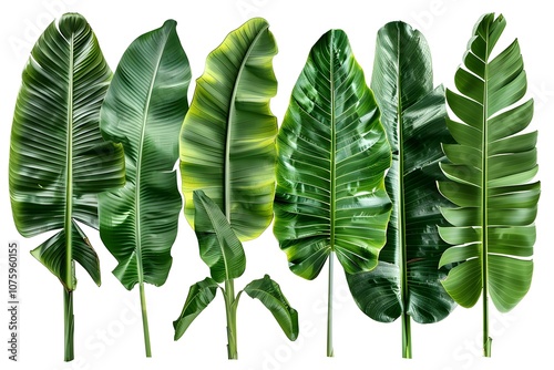 Isolated Collection of Banana Leaves on Pure White Background