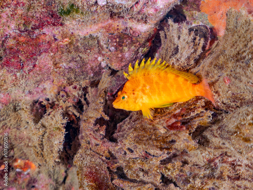 ソフトコーラルに乗る、可愛いオキゴンベ（ゴンベ科）他。 英名学名：Yellow hawkfish, Cirrhitichthys aureus 静岡県伊豆半島賀茂郡南伊豆町中木ヒリゾ浜2024年 