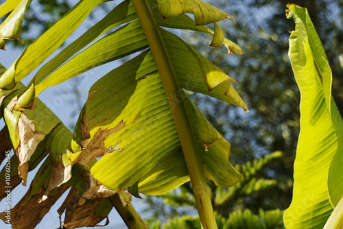 Feuilles de bananier