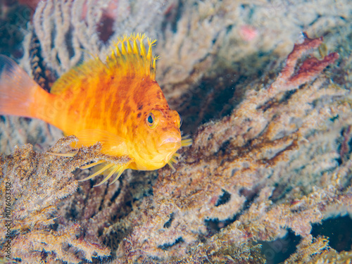 ソフトコーラルに乗る、可愛いオキゴンベ（ゴンベ科）他。 英名学名：Yellow hawkfish, Cirrhitichthys aureus 静岡県伊豆半島賀茂郡南伊豆町中木ヒリゾ浜2024年 