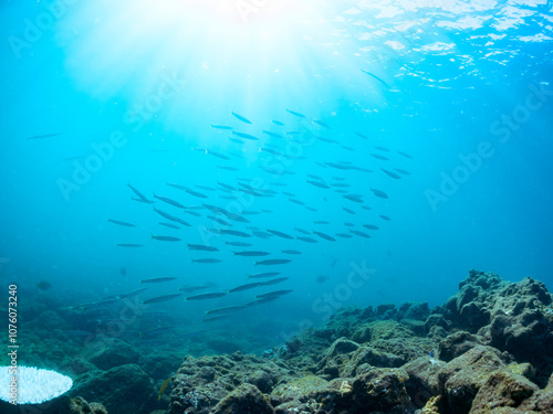 迫力あるタイワンカマス（カマス科）他の群れ。 英名学名：Yellowtail barracuda (Sphyraena obtusata) 静岡県伊豆半島賀茂郡南伊豆町中木ヒリゾ浜2024年 