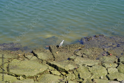 Sungei Buloh Wetland Reserve is Singapore's first ASEAN Heritage Park and a treasured site for nature enthusiasts, located in the northwest of Singapore. This nature reserve is a significant 