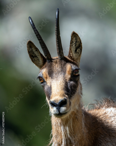 Portrait d'un chamois dans le Parc National du Mercantour au printemps dans les Alpes en France