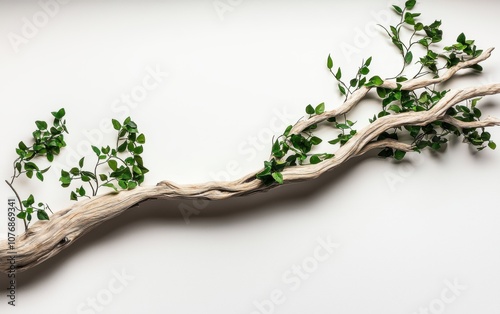 A weathered branch wrapped in vines, organic textures with natural greens, rustic and lifelike, isolated on white background