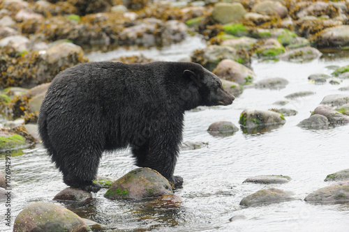 Black Bear (Ursus americanus), Thornton Fish Hatchery, Ucluelet, British Columbia, Canada