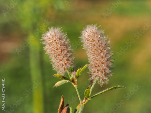 Rabbitfoot clover or hare's-foot clover flower, dense inflorescence with many silky white hairs, close up. Trifolium arvense small erect herbaceous biennial flowering plant in the bean family Fabaceae