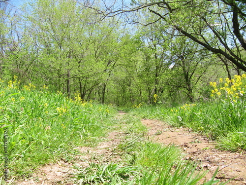 Trail Split in Appalachia Woods West Virginia