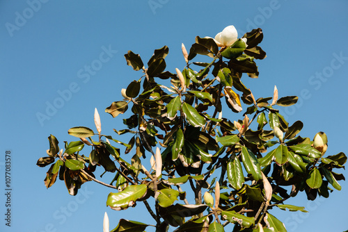 Magnolia blossoms starting to appear in the upper branches of this Magnolia tree within Topsail Hill Preserve State Park, Santa Rosa Beach, Florida in mid-April