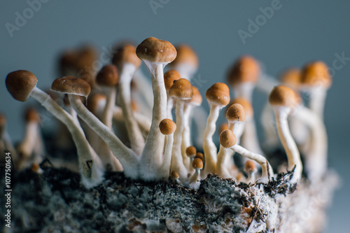 Psilocybe cubensis mushrooms growing on mycelium