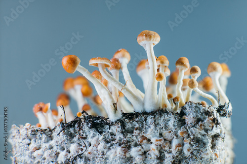 Psilocybe cubensis mushrooms growing on mycelium