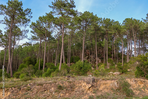 forest trees nature mountain travel