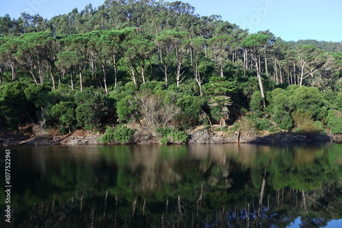 forest trees sky nature lake travel