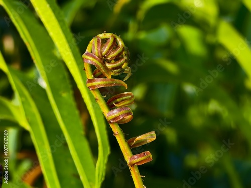 Kelakai plants (Stenochlaena Palustris) grow wild and abundantly in the tropical nature of Kalimantan