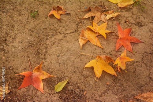 Hoijas secas en la tierra otoño