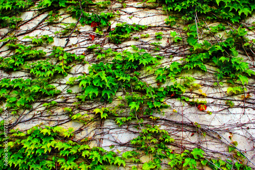 Vivid view from San Leucio at a wall with a plant growing on its side and filling the space with green leaves and brown branches creating a textured appearance useful as a backdrop or background