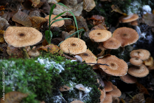 Top view of a cluster of brown membranous mushrooms, among moss, mold and fallen leaves