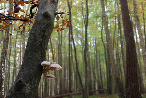 White inedible mushrooms grow on a tree against the background of an autumn forest