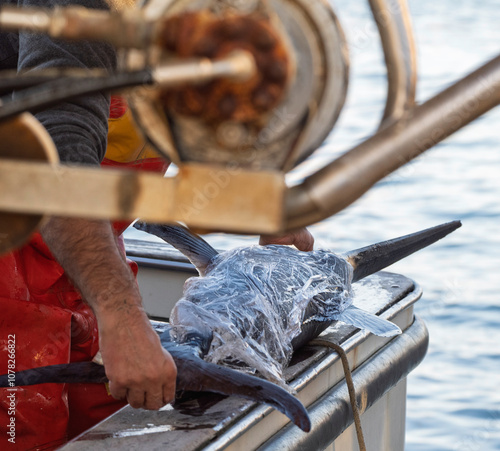 The process of unloading freshly caught fish sword fish in the gulf of la spezia