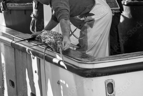 The process of unloading freshly caught fish sword fish in the gulf of la spezia