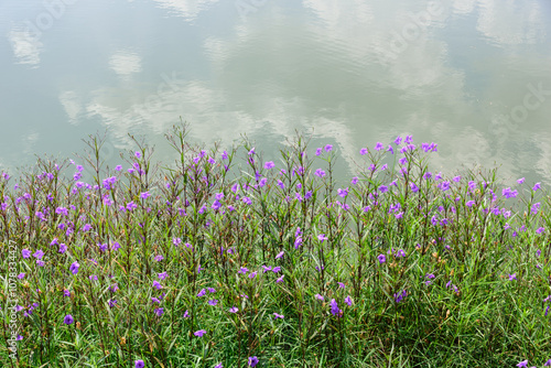 Ruellia simplex or Mexican petunia grow on by the lake. An ornamental herbaceous perennial of the Acanthaceae family. 