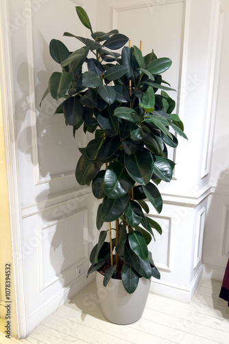 Large indoor Ficus elastica plant with lush glossy leaves in a stylish pot, placed in a modern interior corner with white panel walls. Ideal for home or store decor